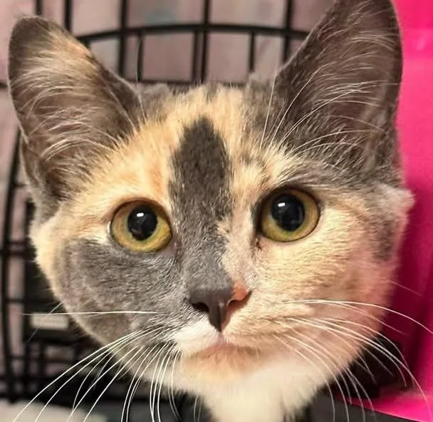 A young medium-sized female Dilute Tortoiseshell cat named Alannah for adoption in McDonald, PA