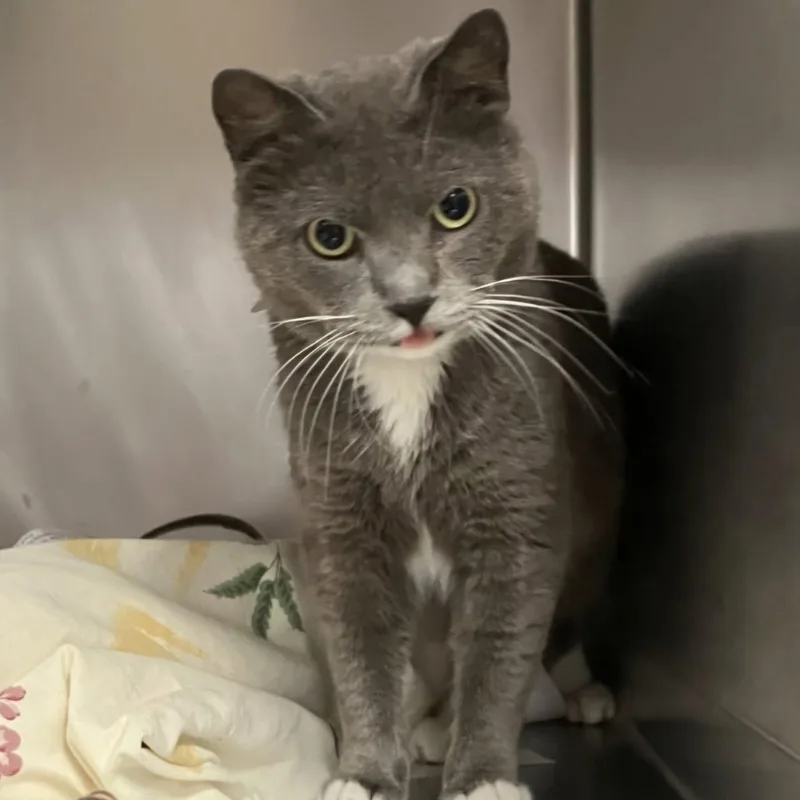 An adult medium-sized male Gray & White Domestic Short Hair cat named George for adoption in Huntington, NY