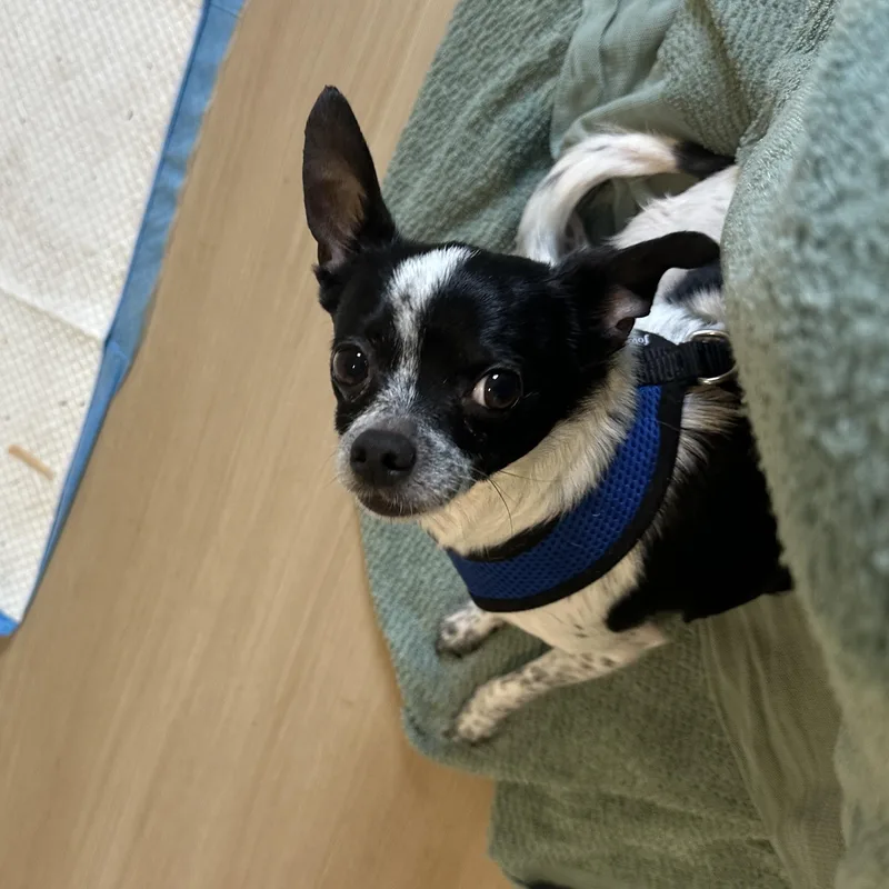A senior small-sized male Harlequin Chihuahua dog named Loki for adoption in Sheridan, OR