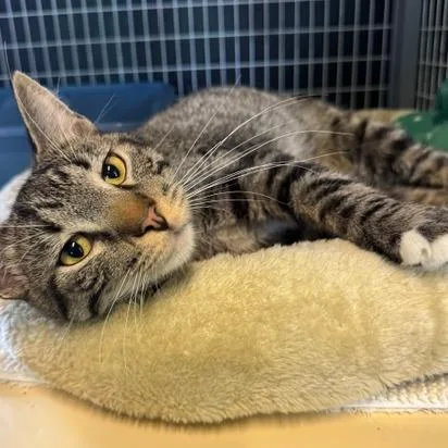 A young medium-sized male Brown / Chocolate Domestic Short Hair cat named Rowdy for adoption in Edwardsville, IL