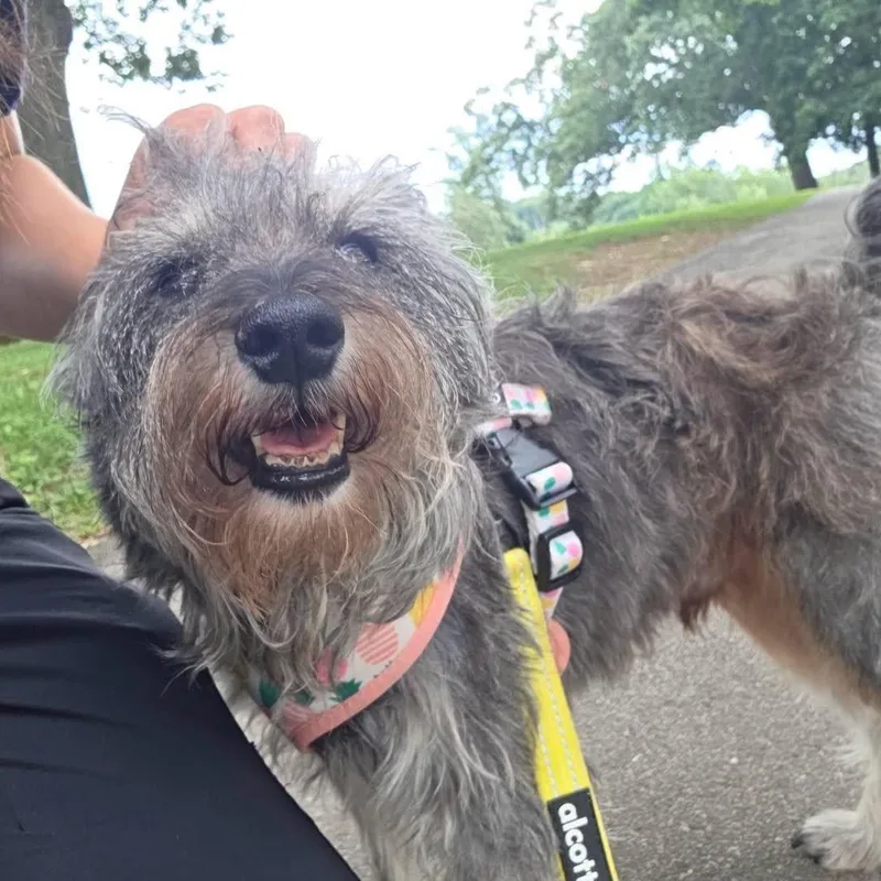An adult small-sized male Gray / Blue / Silver Miniature Schnauzer dog named Jimothy for adoption in Bloomfield, NJ