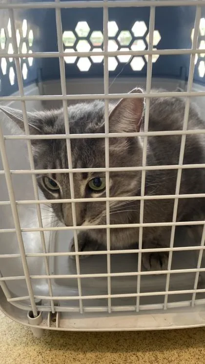 A young small-sized male Domestic Long Hair cat named Bubby for adoption in North Richland Hills, TX