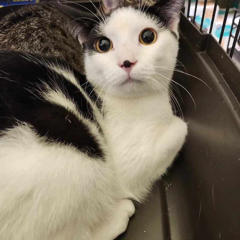 Ryan Reynolds thumbnail 2