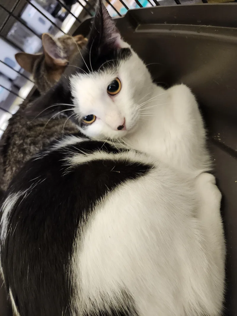 Ryan Reynolds thumbnail 4