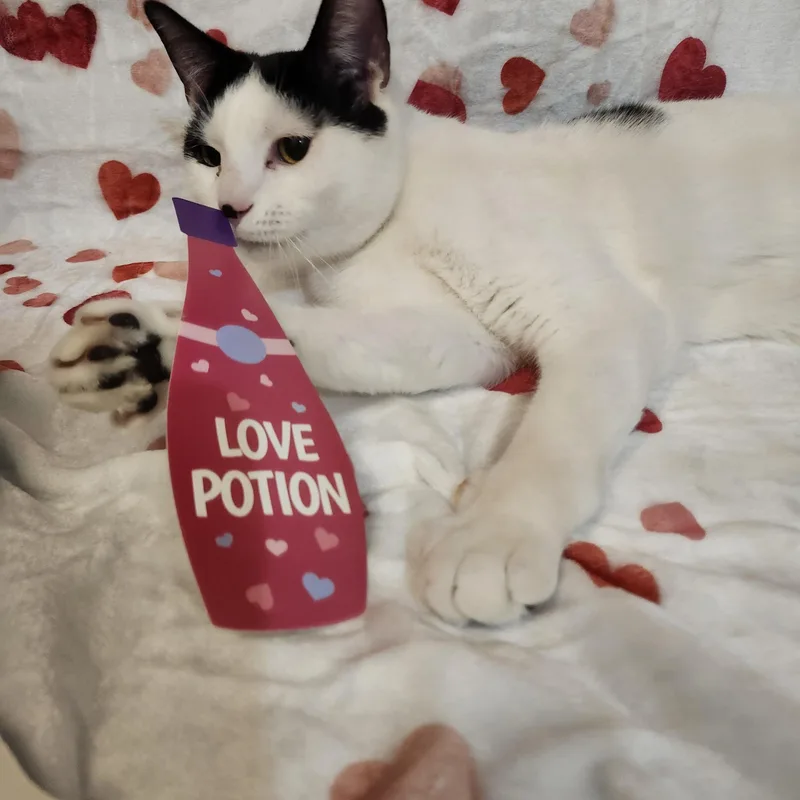 Ryan Reynolds thumbnail 5