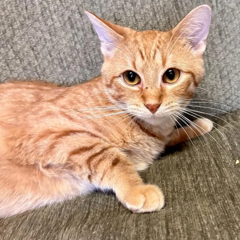 A young medium-sized male Orange / Red Domestic Short Hair cat named Garfield Meet me at for adoption in Buffalo, MN
