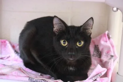 An adult medium-sized female Black Domestic Short Hair cat named Asher for adoption in Springfield, MO