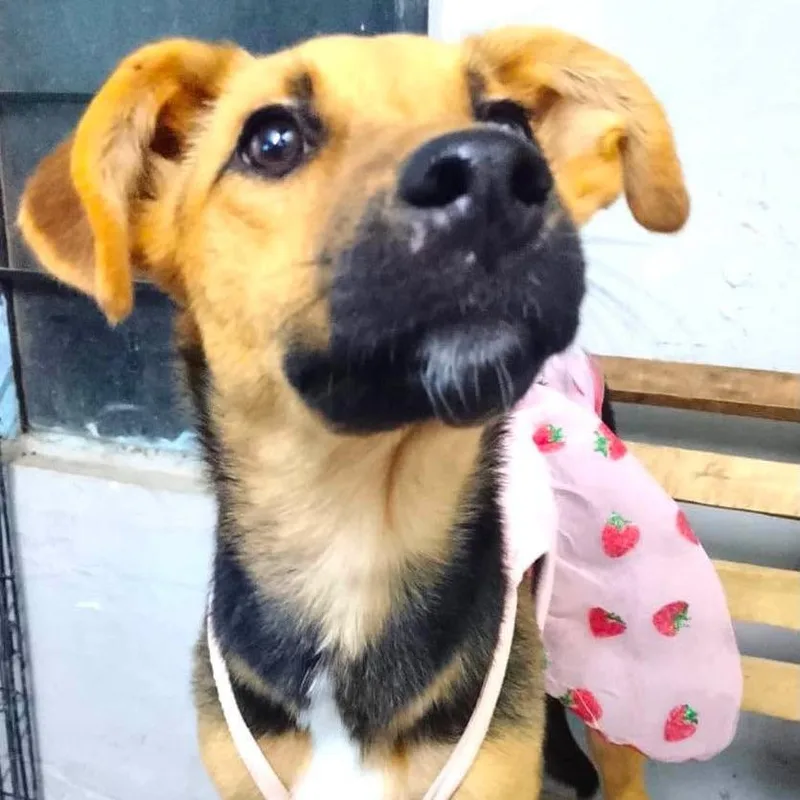 A young medium-sized female Mixed Breed dog named Nala for adoption in Plainfield, IL