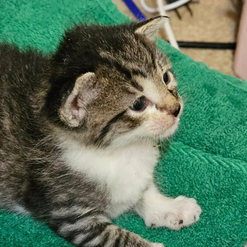 A baby small-sized female Brown / Chocolate Domestic Short Hair cat named Merry for adoption in Marion, IL