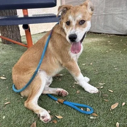 A young large-sized male Mixed Breed dog named Ares for adoption in El Paso, TX