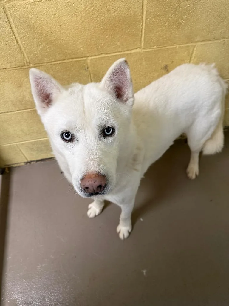A young large-sized male Husky dog named Andes for adoption in Crossville, TN