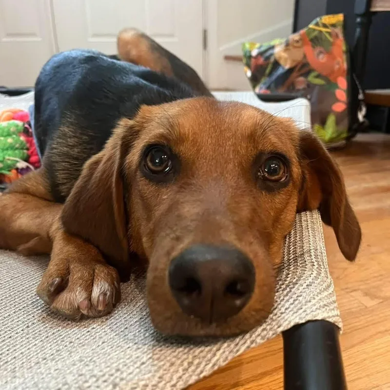 Gertie