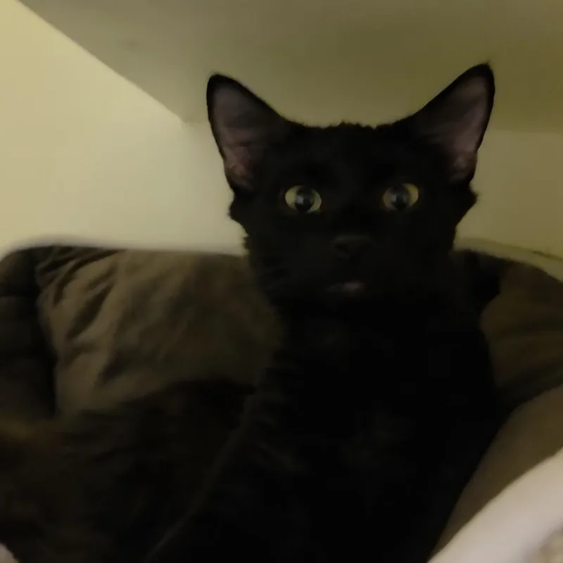 A young medium-sized male Black Domestic Short Hair cat named Eucalyptus for adoption in Charleston, SC
