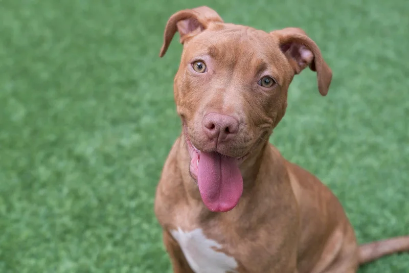 Cassia The Puppy! thumbnail 2