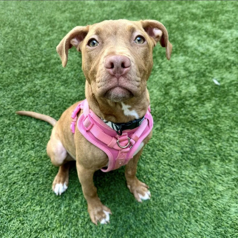 Cassia The Puppy! thumbnail 3