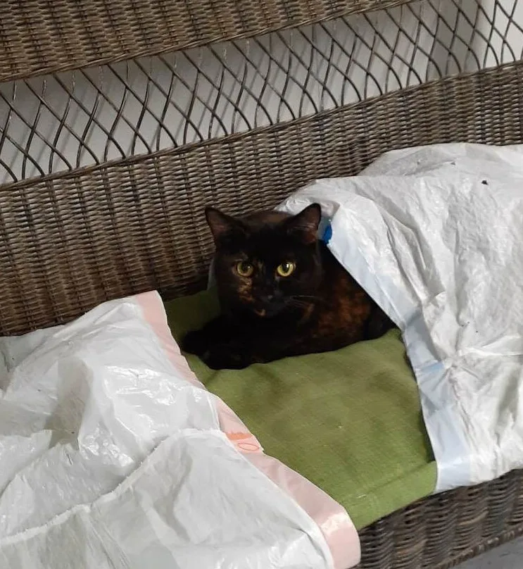 Valentine thumbnail 2