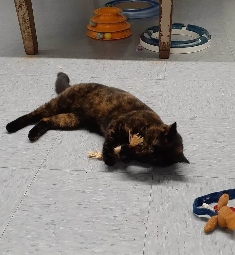 Valentine thumbnail 3