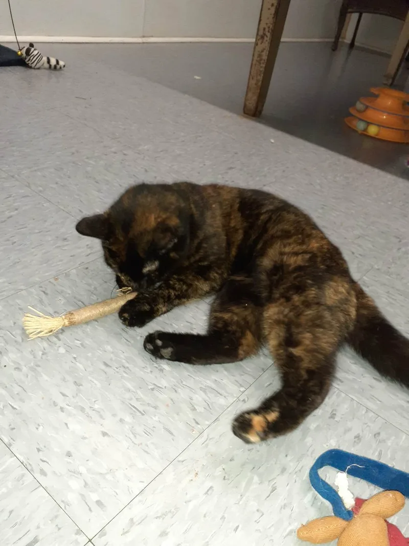 Valentine thumbnail 4