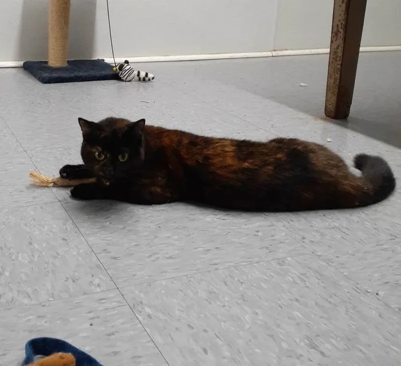 Valentine thumbnail 5