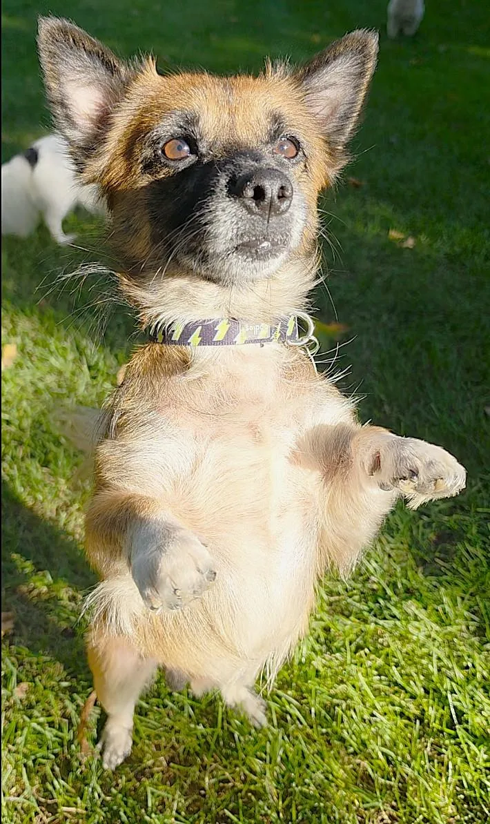 An adult small-sized male Yorkshire Terrier dog named Solly for adoption in Lisbon, IA