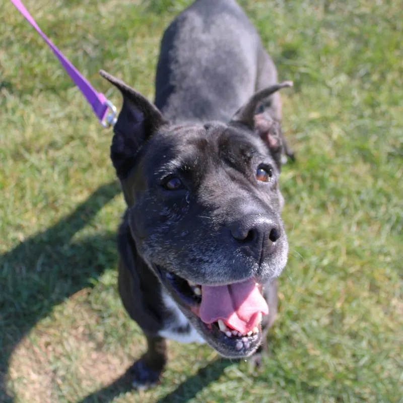 A senior large-sized female Black Shar-Pei dog named Zoey for adoption in Champaign, IL