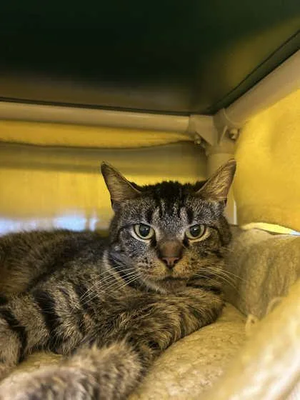 An adult large-sized female Domestic Short Hair cat named Tig for adoption in Munster, IN