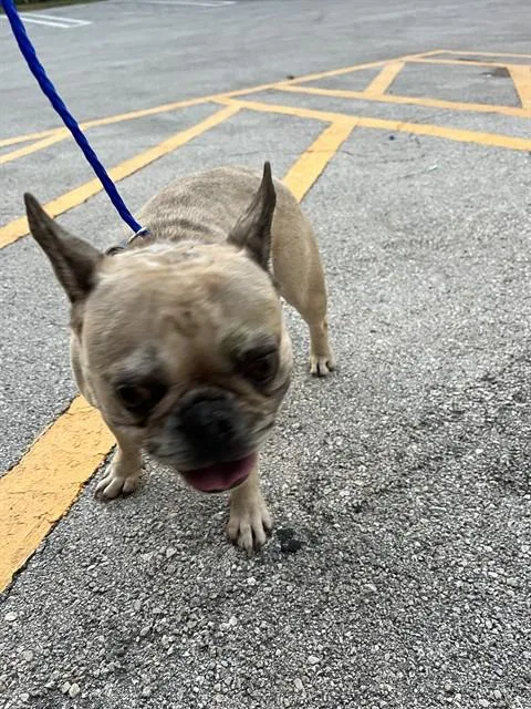 An adult small-sized female French Bulldog dog named Milly for adoption in Miami, FL