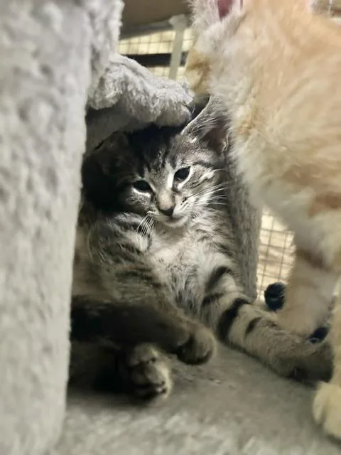 A baby small-sized male Tabby (Brown / Chocolate) Domestic Short Hair cat named Staghorn Fern for adoption in Muskegon, MI