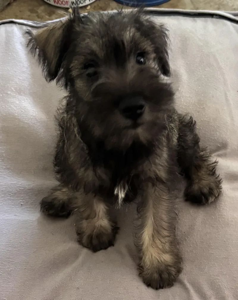 A baby small-sized male Schnauzer dog named Nick for adoption in Overland Park, KS