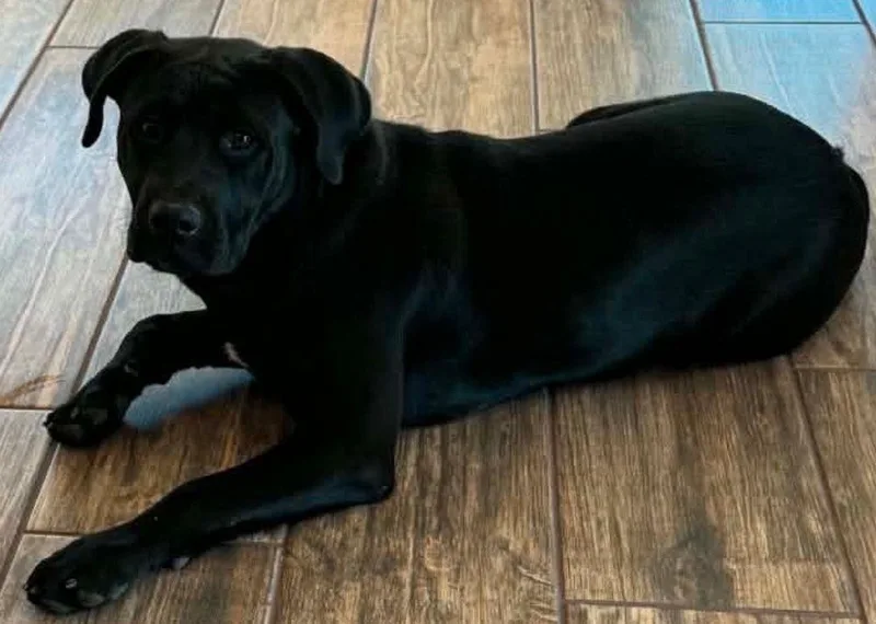 Riley thumbnail 2