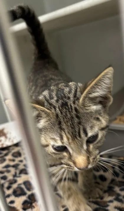 A baby small-sized female Domestic Short Hair cat named 860-26 for adoption in Cumming, GA