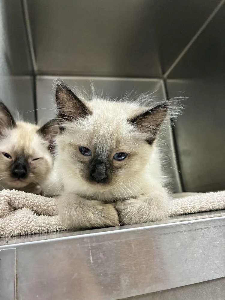 A baby small-sized male Siamese cat named Chris for adoption in Marietta, GA