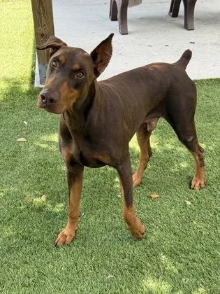 An adult large-sized male Doberman Pinscher dog named Snoop for adoption in Daytona Beach, FL