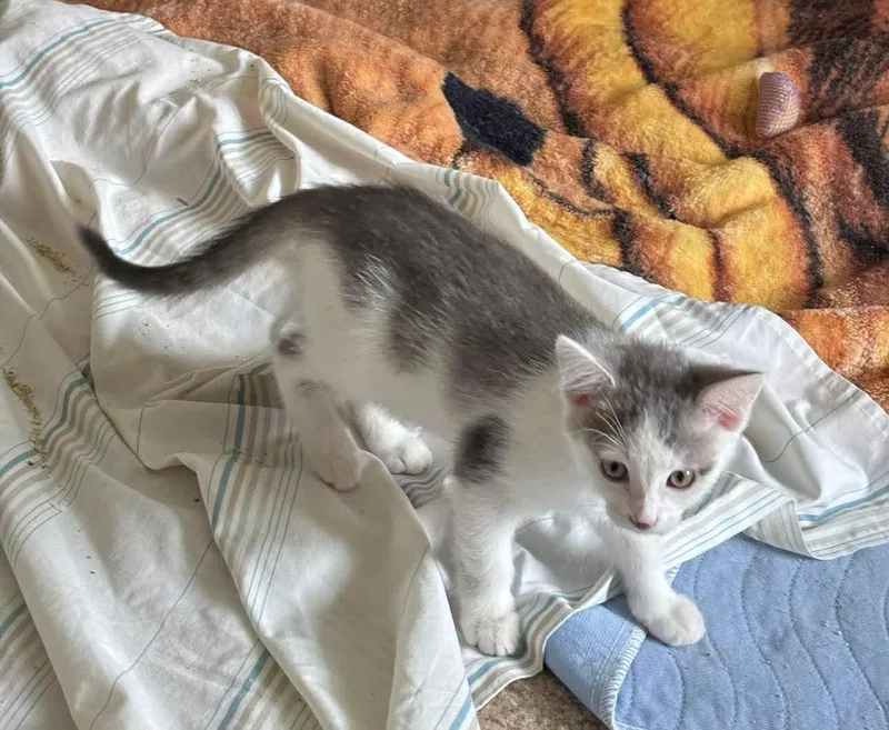 Gracie thumbnail 2