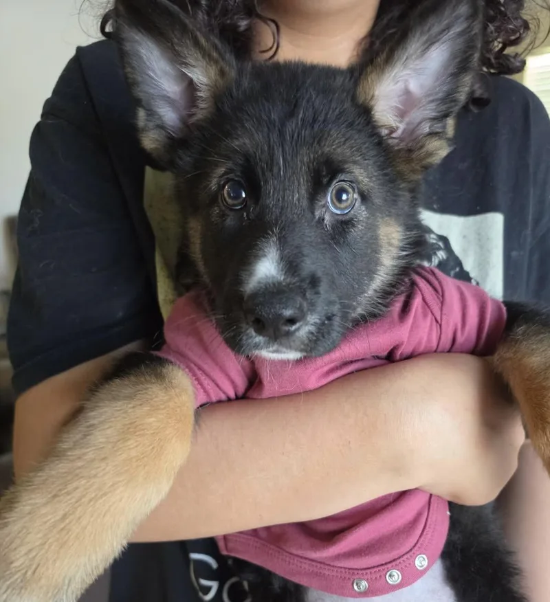 A baby medium-sized female German Shepherd Dog dog named London for adoption in Royal Palm Beach, FL