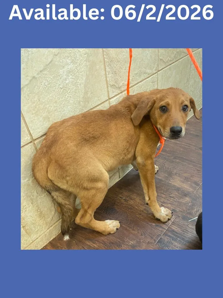 A baby medium-sized male Australian Cattle Dog / Blue Heeler dog named Dog Kennel  Maverick for adoption in Greenville, TX