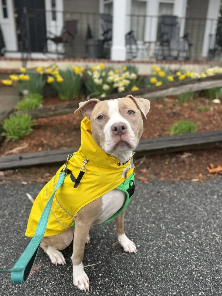 An adult medium-sized female White / Cream Staffordshire Bull Terrier dog named Heather for adoption in North Reading, MA