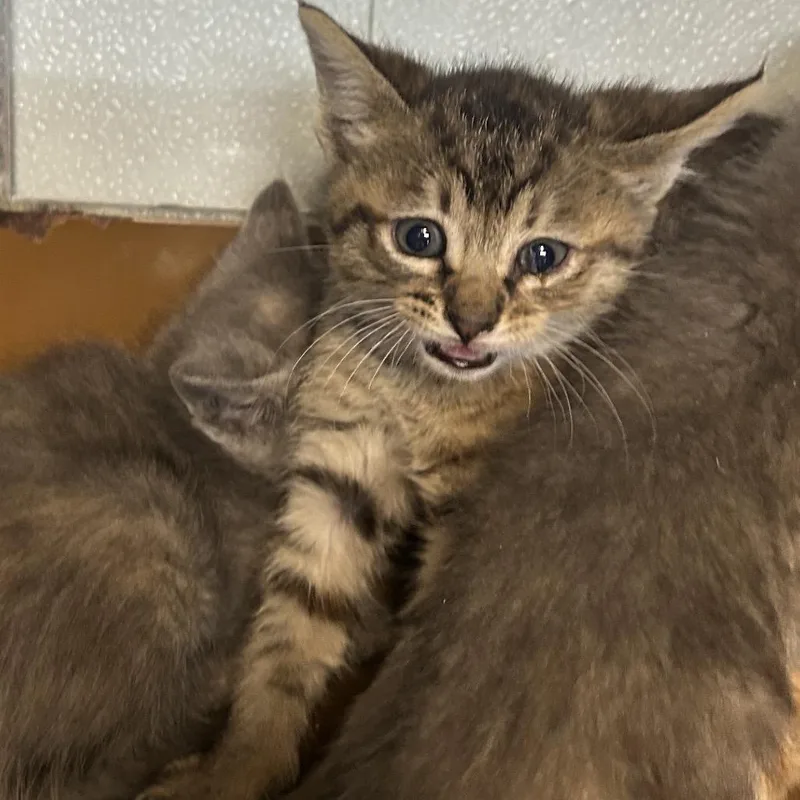 A baby small-sized female Brown / Chocolate Domestic Short Hair cat named Perch for adoption in Point Richmond, CA