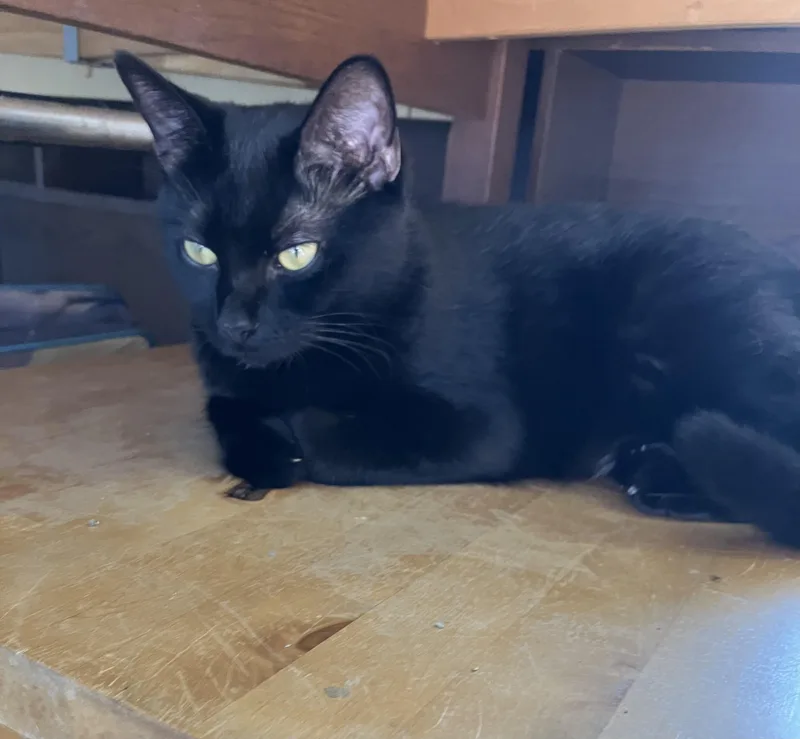 Darla =^.^= thumbnail 2