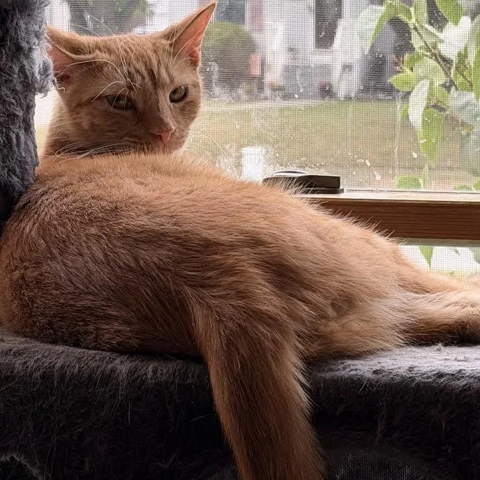 A young medium-sized male Tabby (Orange / Red) Domestic Short Hair cat named Krishna for adoption in Buffalo, NY