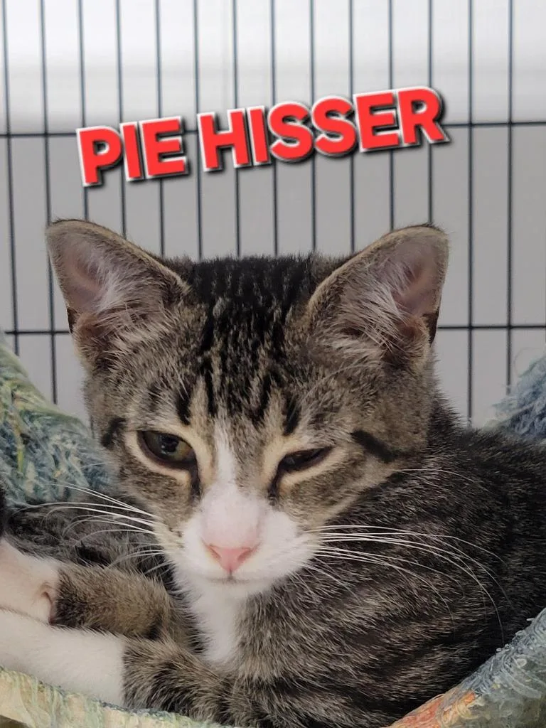A young medium-sized male Domestic Short Hair cat named Pie Hisser for adoption in Rome, GA