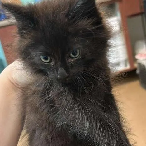 A baby small-sized male Black Domestic Medium Hair cat named Luigi for adoption in Gadsden, AL