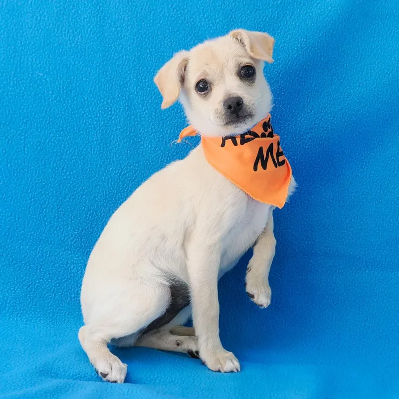 A baby small-sized female Yellow / Tan / Blond / Fawn Chihuahua dog named Dottie for adoption in Point Richmond, CA