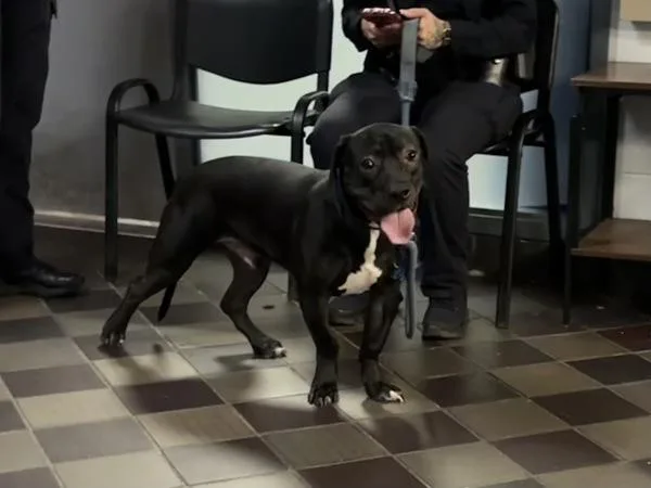A young medium-sized male Mixed Breed dog named Frogger for adoption in New York, NY