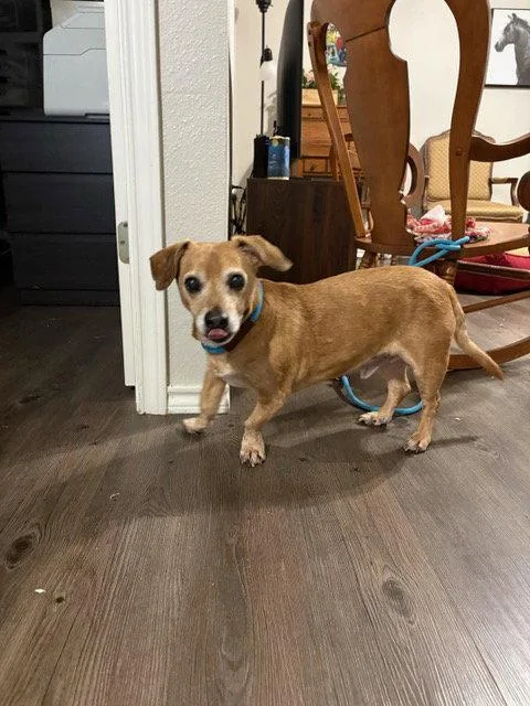 A senior medium-sized male Dachshund dog named Dallas for adoption in Austin, TX