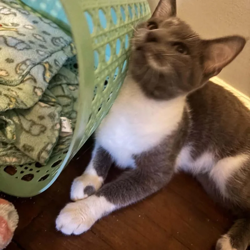 A baby small-sized male Russian Blue cat named Lugnut for adoption in Carmel, IN