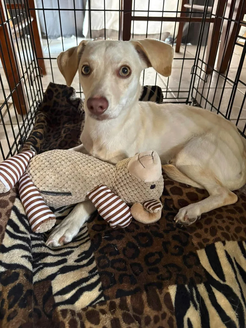 A young medium-sized male Chihuahua dog named Golden Jet for adoption in Bloomington, IL