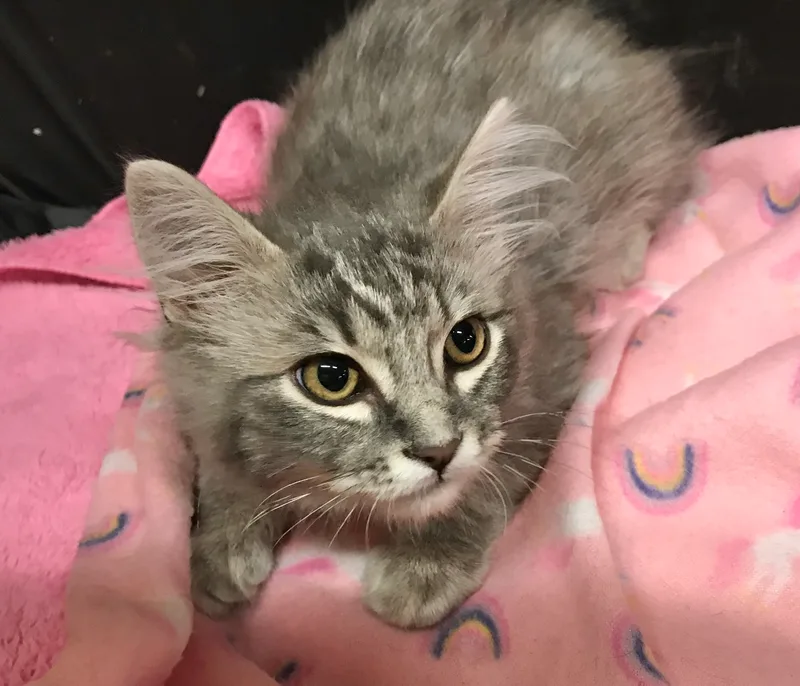 Sterling thumbnail 2