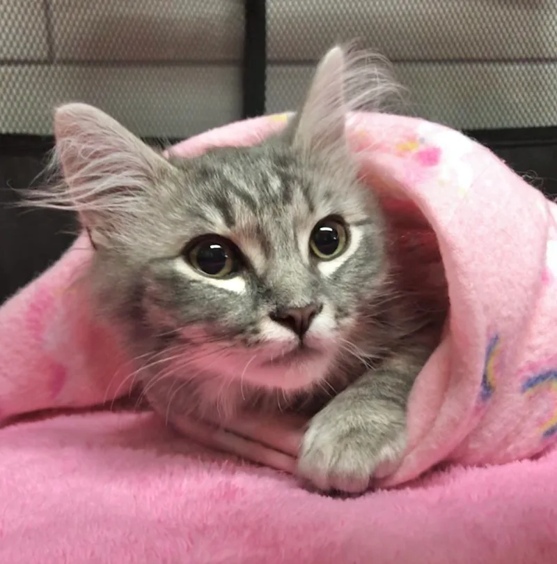 Sterling thumbnail 3