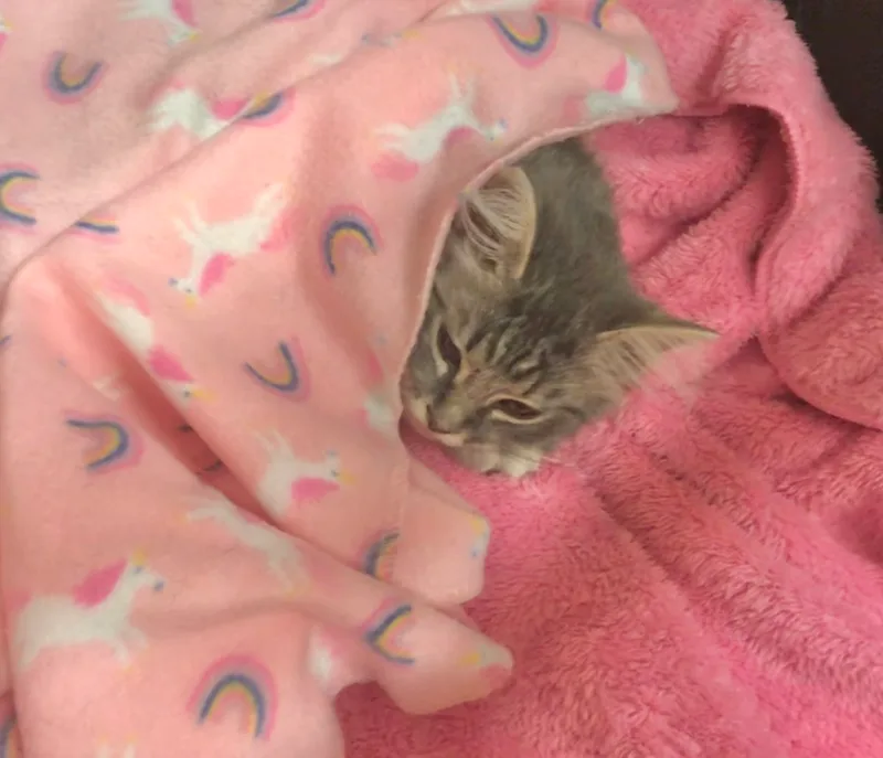 Sterling thumbnail 4